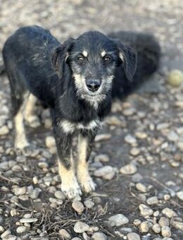 Nevio sucht sein Glück - Celle