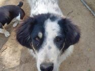 Oreo - lieb, verträglich, freundlich - Blankenheim (Nordrhein-Westfalen)