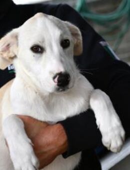 Pippino möchte seine Menschen finden - Neuss