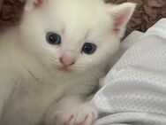 Bkh kitten von odd-eyed Mama - Frankfurt (Main) Zeilsheim