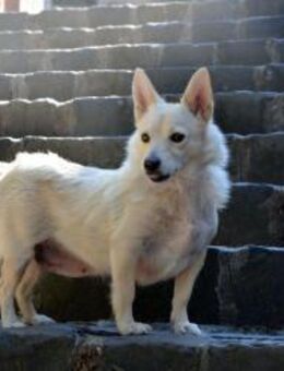 Dasha ❤️ Schutzgebühr 500 Euro - Burgsinn