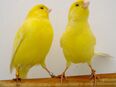 Gelbe Kanarienvögel in 18107