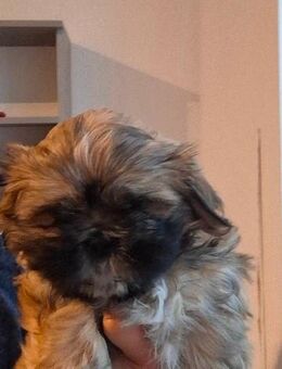 Shih tzu welpe Bub - Mainz