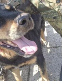 Lucky2; Rotti-Mix sucht Gnadenplatz - Geilenkirchen