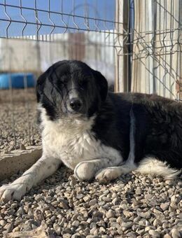 Frieda, ein Herzenshund sucht euch - Celle