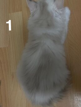 Ragdoll und türkische angora mix - Lübeck