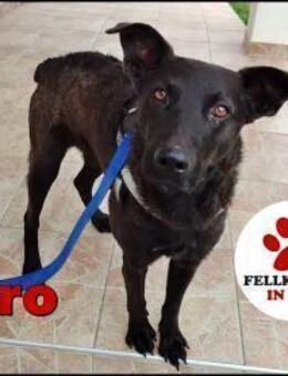 Hütehund Mischling Taro sucht Familie - Margetshöchheim