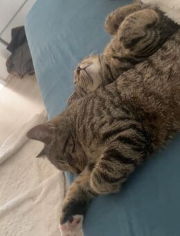 2 Geschwister Katzen abzugeben - Heinsberg