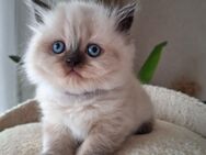 Ragdoll,British Kitten,Stammbaum Katze - Dortmund Huckarde