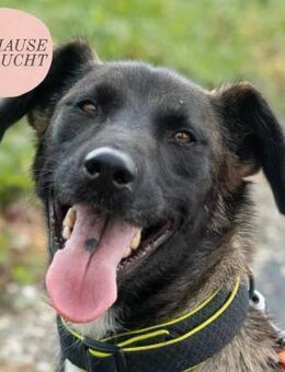 BELINA sucht ein liebevolles Zuhause 💜 - Saarbrücken