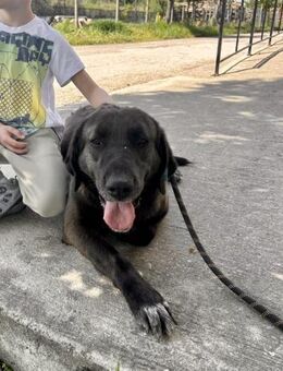 WER möchte ideale Familienhündin ♥️ ALMA - München