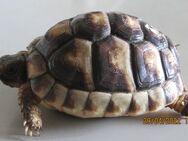 Breitrandschildkröte - Brandis