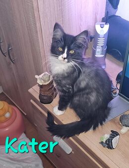 noch 2 zuckersüßes Maine Coon Kitten - Rüsselsheim