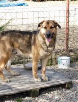 AMIRO - Training ist die perfekte Sache - Overath