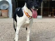 Thelma, 1 Jahr sucht Dich - Schwäbisch Hall