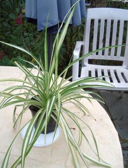 Grünlilie (Chlorophytum) - Soest Zentrum