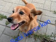 💜Bobi 💜und 🩷Csufi 🩷12 Jahre suchen G - Kassel