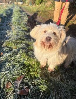 Yuki, ein verspieltes Zwerglein - Köln