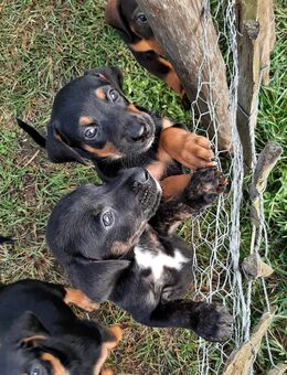 Welpen Dobermann/Schweizer Sennenhund Mix - Kalbe (Milde) Altmersleben