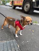 Unser Rambo sucht neue Zuhause in 35037