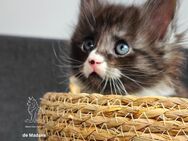 Bezauberndes Maine Coon Kitten mit Stammbaum - Laupheim Zentrum