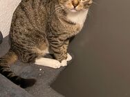 Verkaufe zwei Kater in guten Händen ein Jahr alt - Dortmund Neuasseln