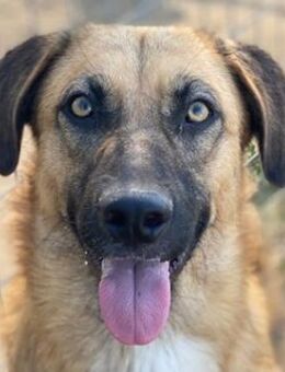 Stübi, geb. ca. 05/2023, Griechenland - Markdorf