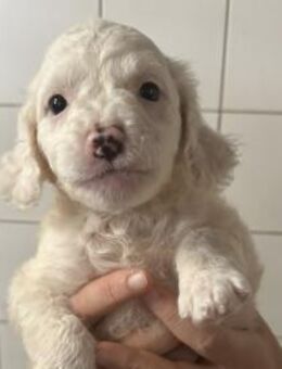 Zaubermaus CURLY sucht ihre Familie - Sulzfeld (Baden-Württemberg)