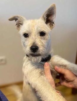Rosa 37 cm Terriermix 9 mon. - Finning