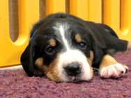 Entlebucher Sennenhund Welpen / Swissy Dog Großer Schweizer Sennenhund - Bramsche