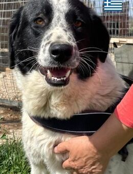 Mata - liebevoll und lernwillig - Heppenheim (Bergstraße)