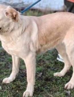 Bärli - der Smarte - Willich