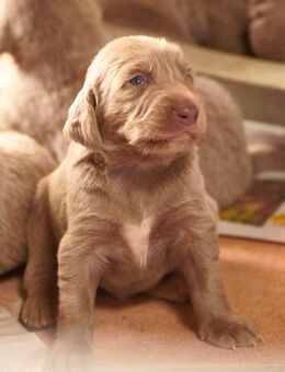 Weimaranerwelpen (Langhaar) mit Papieren - Wachtberg
