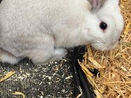 Zwergkaninchen/Widder abzugeben Männlich - Sörup