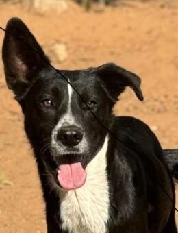 Yacko ist eine echte treue Hundeseele - Tübingen