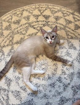 Kleiner Wildfang Pepito sucht Home - Bad Camberg