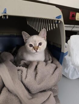 Zwei Kätzchen abzugeben - Gelsenkirchen