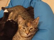 Katze und Kater 12 Wochen alt - Geseke