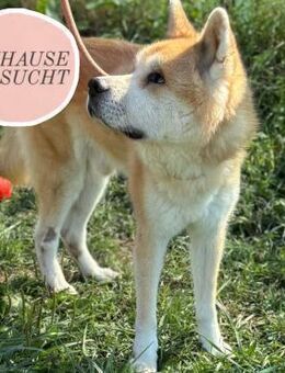 Ruhiger Don sucht sein Zuhause ❤️ - Saarbrücken