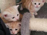 Bkh -Mix Kitten - Berlin Marzahn-Hellersdorf