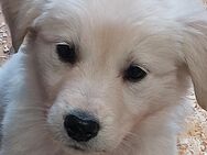 Golden Retriever X Berger blanc Suisse - Bersenbrück