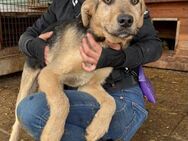 NELIO ~ ganz tapferer Hundemann - Duisburg