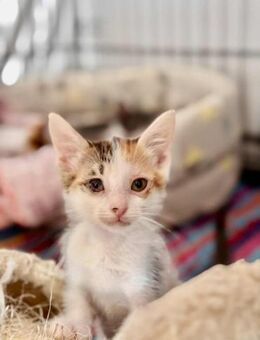 Sophie aus dem Tierschutz - Grevenbroich
