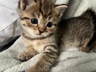 Katze - Düren