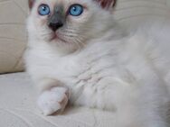 Heilige birma kitten (Jungs) - Marl (Nordrhein-Westfalen)