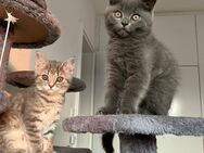 2 Mischlingskitten - Wolfenbüttel