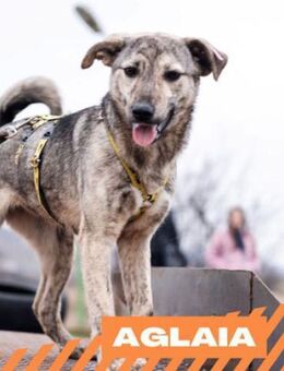 Aglaia - die Wunderbare - Berlin