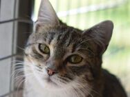 RUBY-hübsche,menschen bezogene Jungkatze - Rösrath