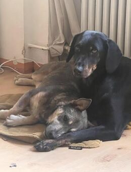 ❤️ Franca und Moon suchen Körbchen ❤️ - Overath