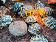 Griechische Landschildkröten (THB) NZ 2024 - Zwickau